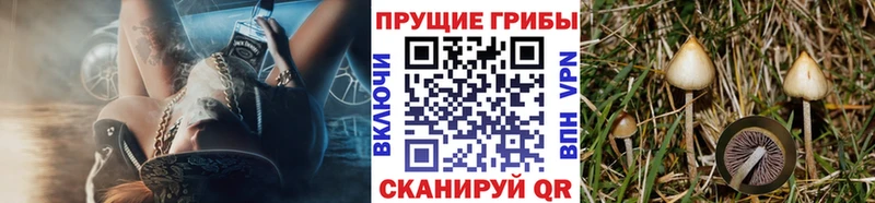 Псилоцибиновые грибы Magic Shrooms  Курган 